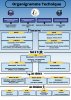 Organigramme sportif